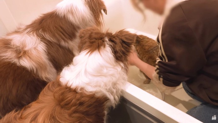 お風呂に入れたら…