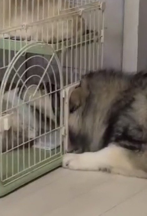 ケージに顔をはめた犬