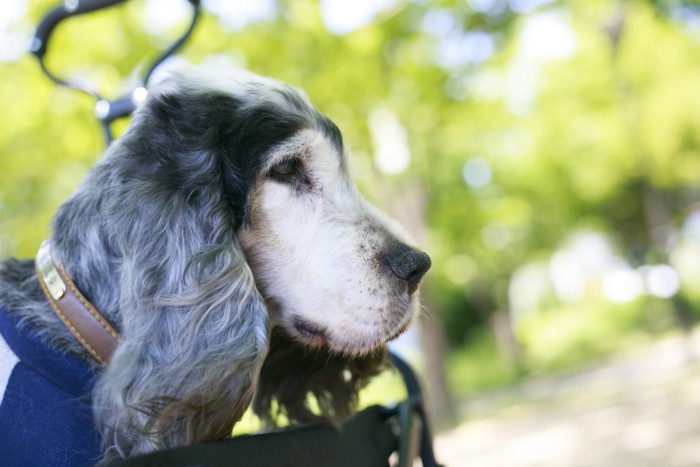 カートに乗る老犬の横顔