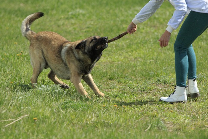 犬から棒を取り上げる