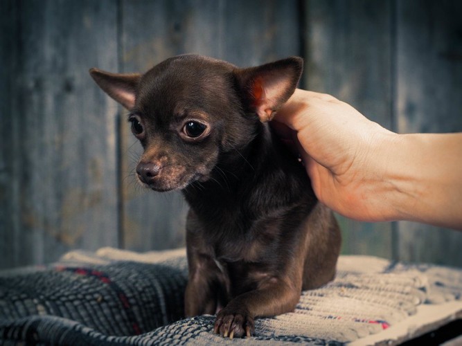 なでられて不安そうな犬