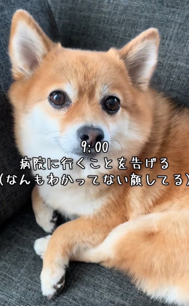 あずきちゃん
