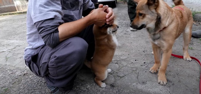 遊びに誘う子犬