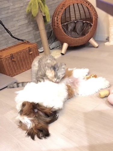 成長した犬を毛繕いする猫