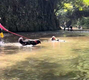 川の浅瀬を歩く黒い犬