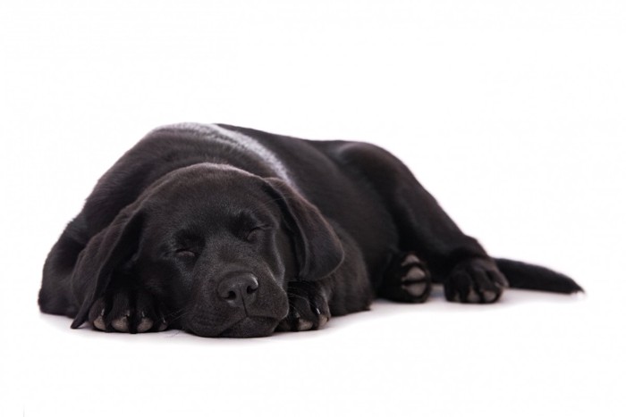 うつ伏せで眠る犬