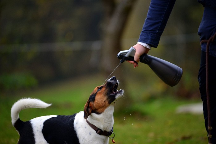 水スプレーをかけられている犬