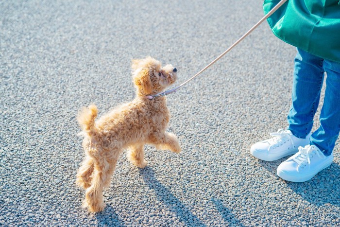 ペットシッターと散歩する子犬