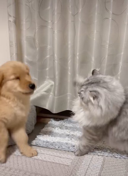 猫の洗礼を受けるヒナタちゃん