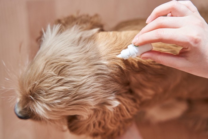 薬を滴下されている犬