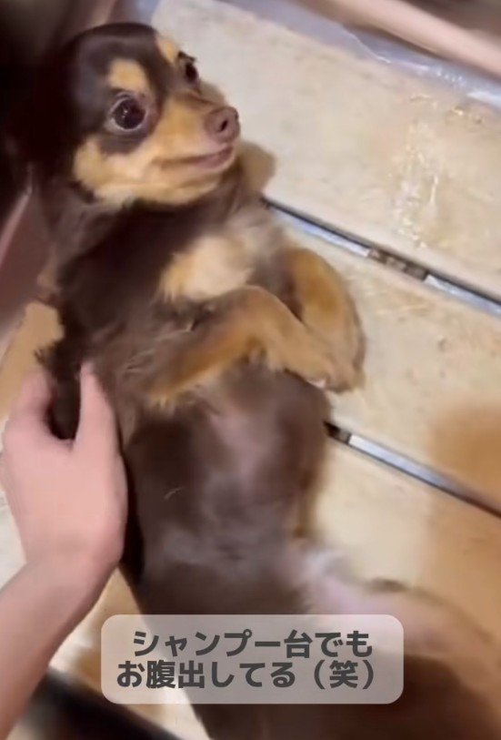 ナデナデを催促することも