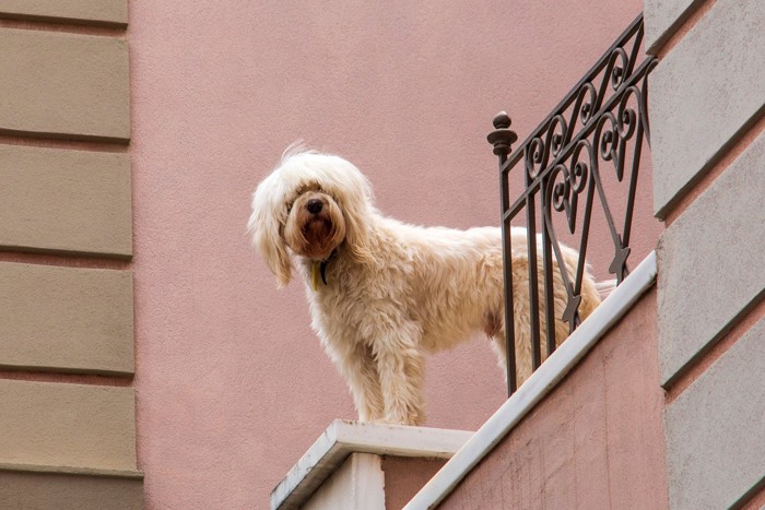 ベランダから外にでそうな犬