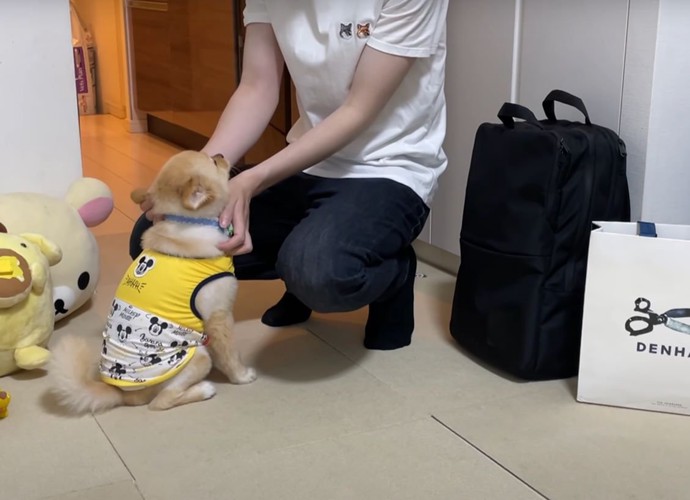 向かい合う人と犬