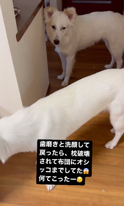 佇む二匹のいぬ