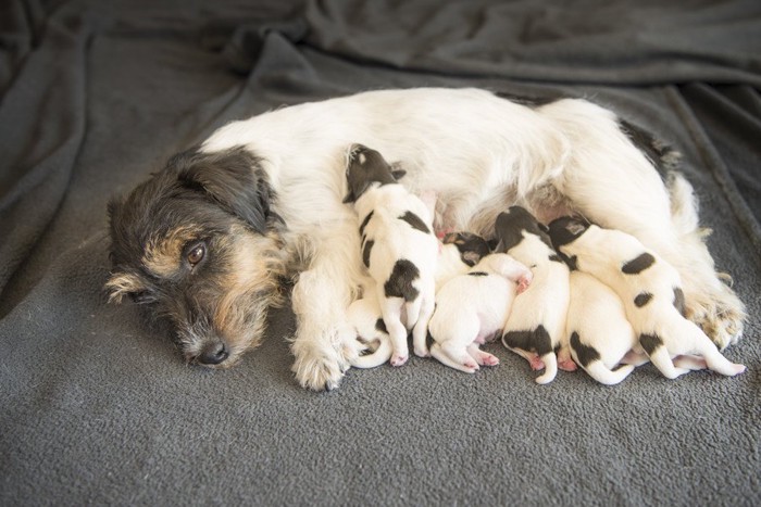 母犬のお乳を飲む子犬たち