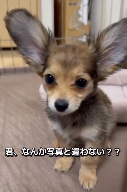 正面を向くガルウイングちゃん