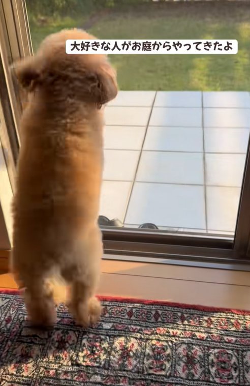 外を見つめる小型犬