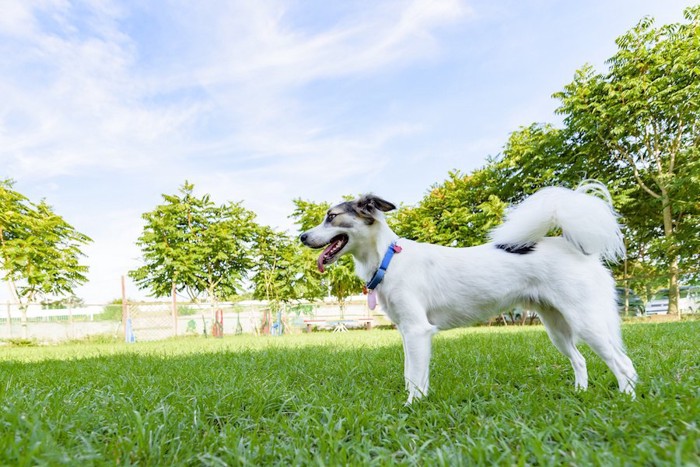 青々とした緑と尻尾が長毛の犬