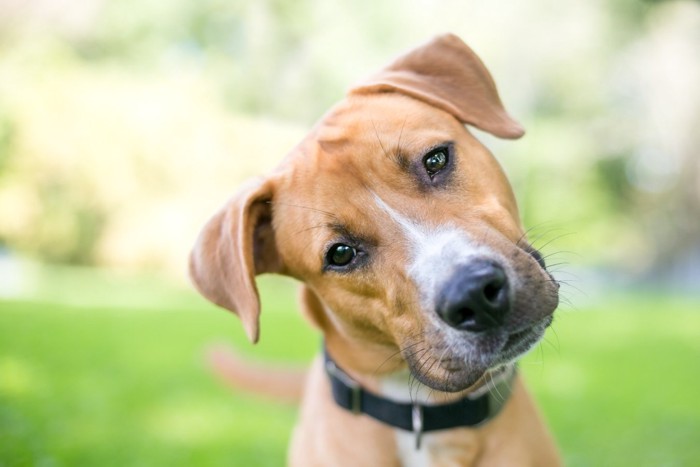 首を傾げている犬