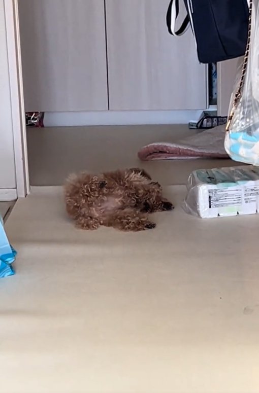 寝ている犬3