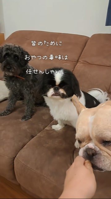 おやつを食べるフレブルを見つめる犬たち