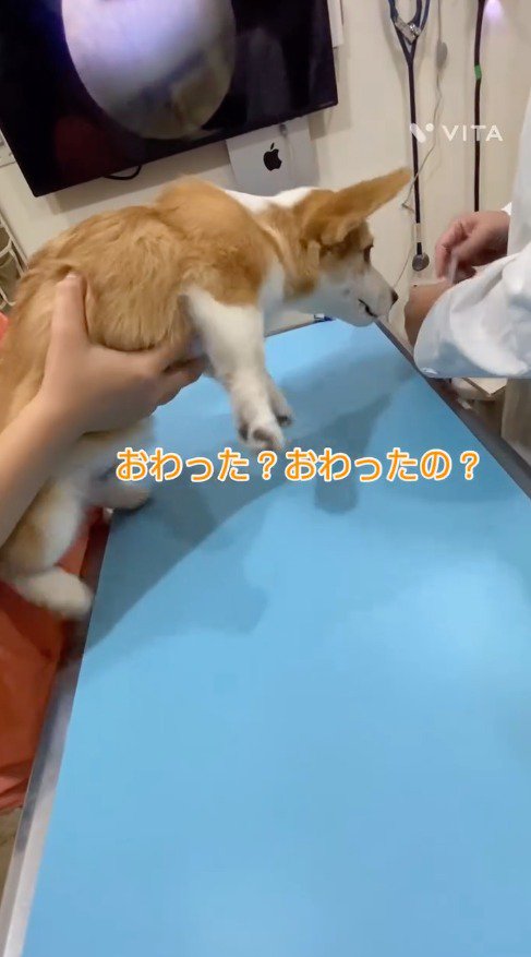 飼い主の手元を見つめる犬