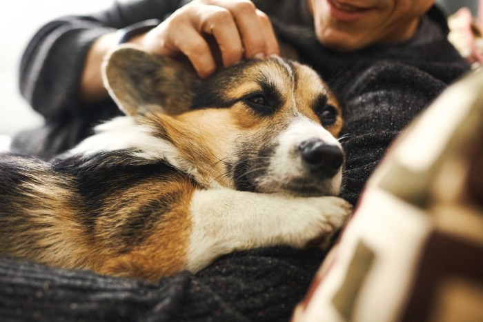 男性に抱っこされる犬