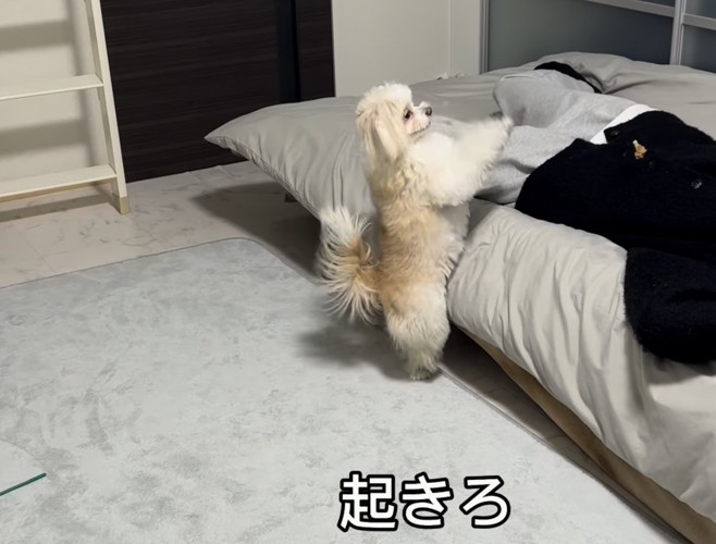 後ろ足で立つ犬