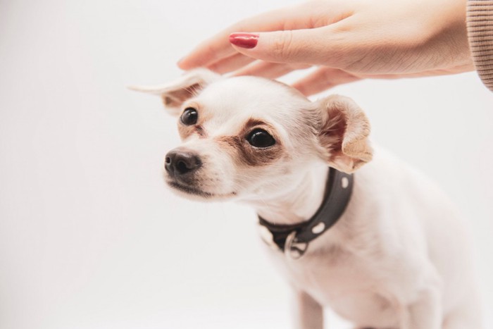 触れそうな手と犬