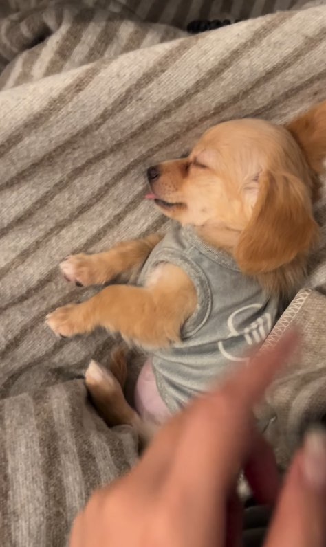 すやすや眠るチワックスの子犬