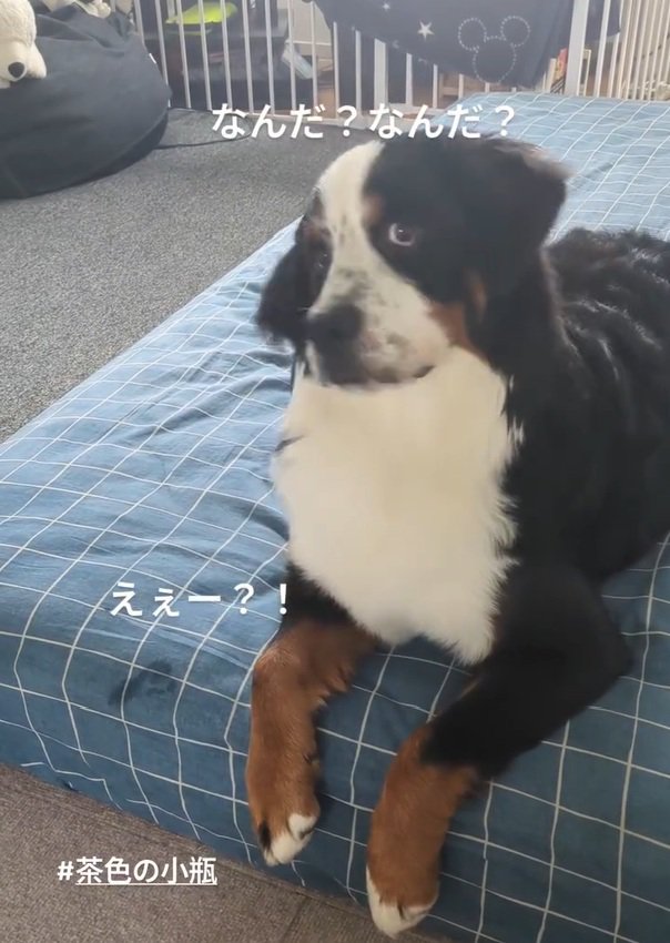 首をかしげるベルちゃん1