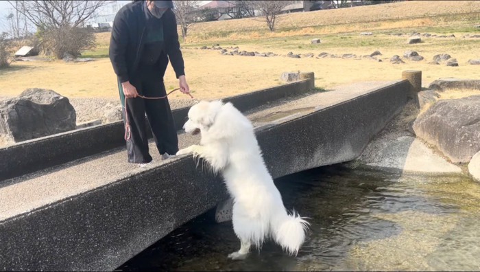 小川に掛かった橋に手を置く犬