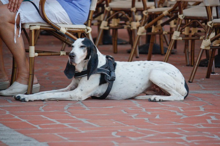 カフェの床に伏せる犬