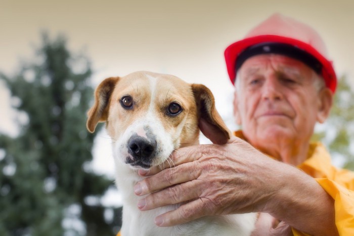 被災した犬