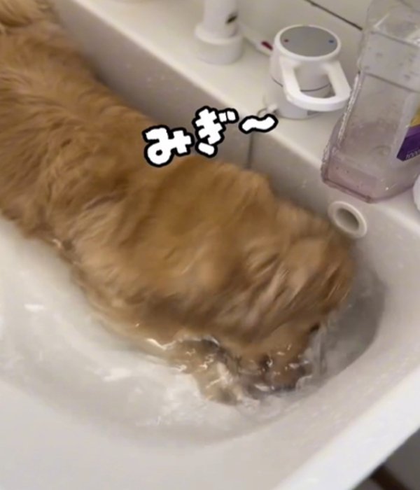 顔を洗う犬
