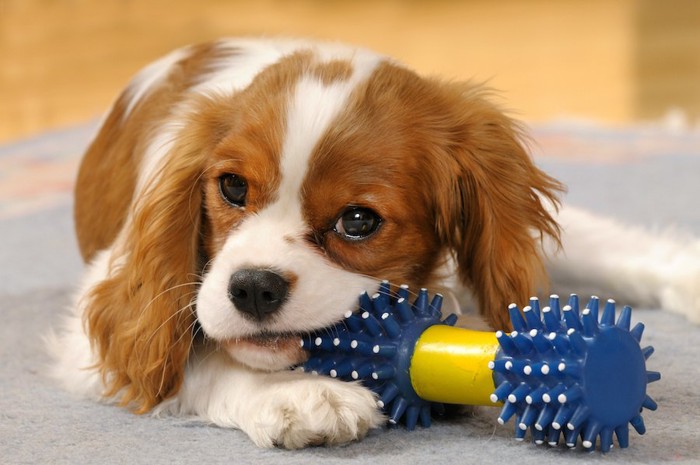 オモチャで遊びながらこちらを見る犬