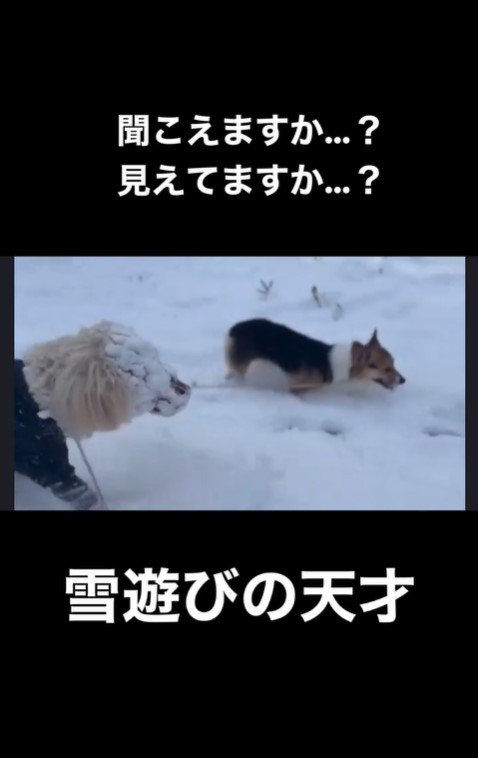 雪まみれのアロちゃん⑩