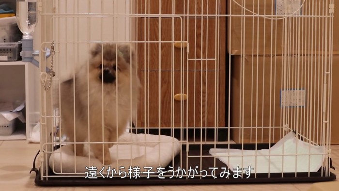 飼い主さんにとっても我慢の時間です