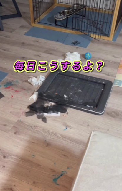 とってもやんちゃなわんこだった!!