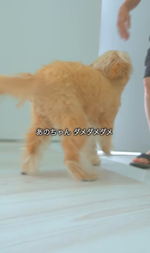 祖父母がお家に来た時のあのちゃん3