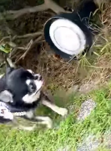 植え込みに隠れていた大きなライトに視線を向ける小さな犬