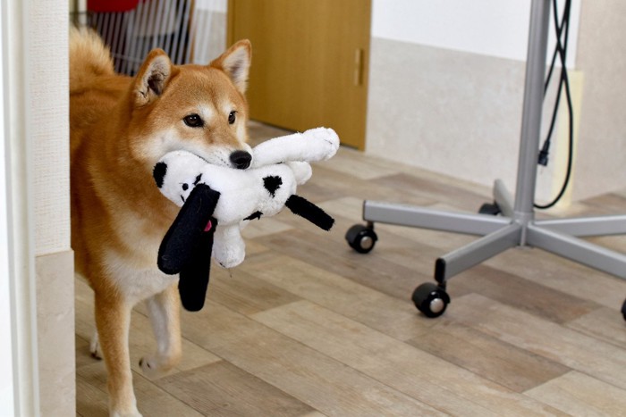 ぬいぐるみを咥えて歩く犬
