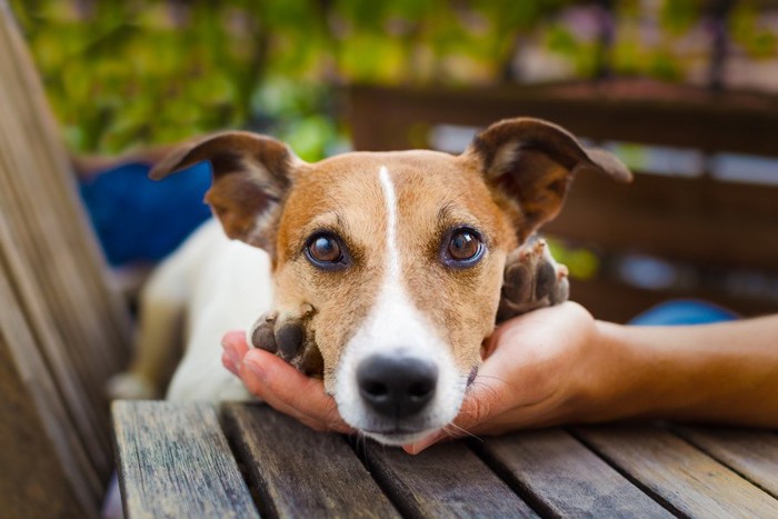 手のひらにアゴを乗せる犬