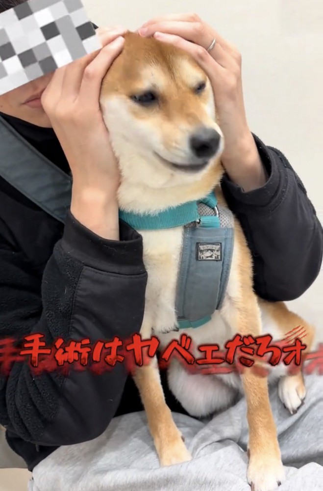 顔をこわばらせる犬