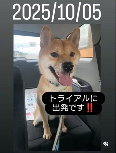 車に乗った柴犬