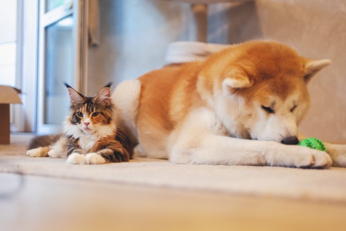 リラックスした猫と秋田犬