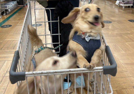 みんな表情豊かなタイプ