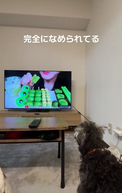 テレビの女性を見つめるつむぎちゃん3