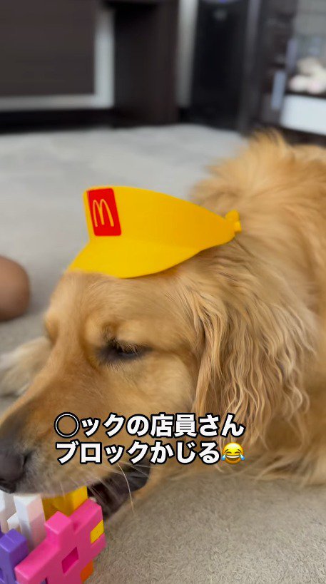 おもちゃをかじる犬