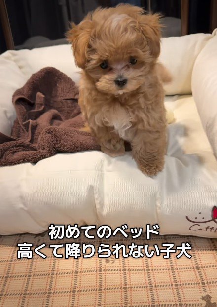 マルプー『ポテチ』ちゃん